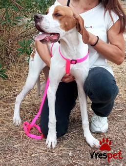 Ράτσα: Πόϊντερ - Pointer | Ηλικία: 1 έτους | Φύλο: Θηλυκό | Αρ. Microchip: 000000000000000000000 | Ημίαιμο | Περιοχή: Χαϊδάρι, Αττική