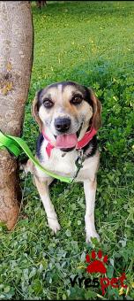 Ράτσα: Μπίγκλ - Beagle | Ηλικία: 3 ετών | Φύλο: Θηλυκό | Αρ. Microchip: 9557811236658 | Περιοχή: Μινώα Πεδιάδα, Κρήτη