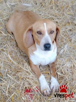 Ράτσα: Άγνωστο - Ημίαιμο | Ηλικία: 4 ετών | Φύλο: Θηλυκό | Αρ. Microchip: - | Περιοχή: Κιλκίς, Μακεδονία