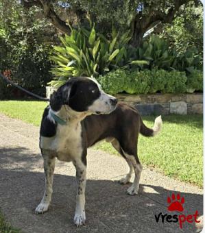 Ράτσα: Άγνωστο - Ημίαιμο | Ηλικία: 3 ετών | Φύλο: Αρσενικό | Αρ. Microchip: 000000000000008 | Περιοχή: Καλύβια Θορικού, Αττική