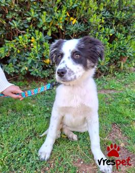 Ράτσα: Κόλι - Collie | Ηλικία: 4 μηνών | Φύλο: Θηλυκό | Αρ. Microchip: 0 | Ημίαιμο | Περιοχή: Γλυφάδα, Αττική