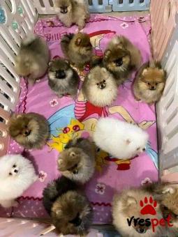 Ράτσα: Πομεράνιαν - Pomeranian | Ηλικία: 2,5 μηνών | Φύλο: Θηλυκό | Αρ. Microchip: 985113009825630 | Ιδιώτης | Εκπαιδευμένο | Pedigree | Περιοχή: Αθήνα, Αττική