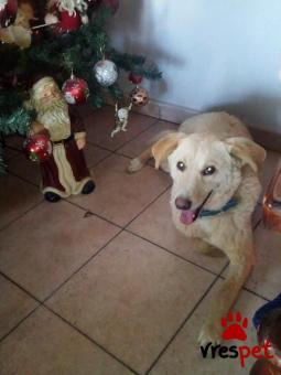 Ράτσα: Γκόλντεν Ριτρίβερ - Golden Retriever | Ηλικία: 2 ετών | Φύλο: Αρσενικό | Αρ. Microchip: - | Ημίαιμο | Περιοχή: Αλεξάνδρεια, Μακεδονία