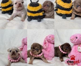 Ράτσα: Πάγκ - Pug | Ηλικία: 3 μηνών | Φύλο: Αρσενικό | Αρ. Microchip: 9776854690226 | Ιδιώτης | Εκπαιδευμένο | Pedigree | Περιοχή: Αττική