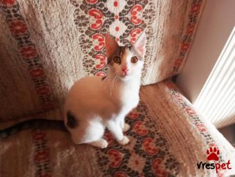 Ράτσα: Άγνωστο - Ημίαιμο | Ηλικία: 6 μηνών | Φύλο: Θηλυκό | Αρ. Microchip: 981022212121212 | Περιοχή: Αττική