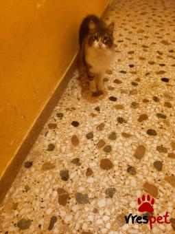 Ράτσα: Άγνωστο - Ημίαιμο | Ηλικία: 1 έτους | Φύλο: Θηλυκό | Αρ. Microchip: 000000000000000000000 | Ημίαιμο | Περιοχή: Χαϊδάρι, Αττική