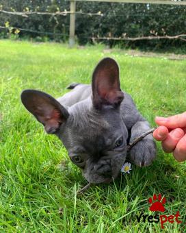 Ράτσα: Γαλλικό Μπουλντόγκ - Bulldog | Ηλικία: 3 μηνών | Φύλο: Θηλυκό | Αρ. Microchip: 90689005678903 | Ιδιώτης | Εκπαιδευμένο | Pedigree | Περιοχή: Αθήνα, Αττική