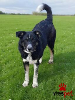 Ράτσα: Βελγικός Ποιμενικός Μαλινουά - Belgian Malinois | Ηλικία: 7 μηνών | Φύλο: Θηλυκό | Αρ. Microchip: 9012362545478 | Ημίαιμο | Περιοχή: Λαυρεωτική, Αττική