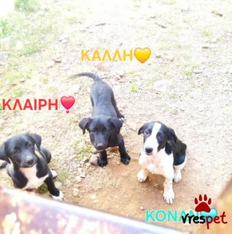 Ράτσα: Άγνωστο - Ημίαιμο | Ηλικία: 3 μηνών | Φύλο: Αρσενικό | Αρ. Microchip: 000000000000000000000 | Ημίαιμο | Περιοχή: Χαϊδάρι, Αττική