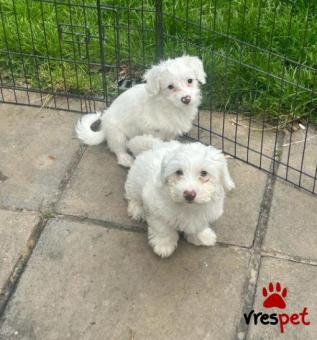 Ράτσα: Μπισόν Φρίζ - Bichon Frise | Ηλικία: 3 μηνών | Φύλο: Θηλυκό | Αρ. Microchip: 965854908324157 | Ιδιώτης | Εκπαιδευμένο | Pedigree | 