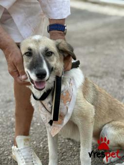 Ράτσα: Άγνωστο - Ημίαιμο | Ηλικία: 2 ετών | Φύλο: Θηλυκό | Αρ. Microchip: 00000000000000 | Περιοχή: Κορωπί, Αττική