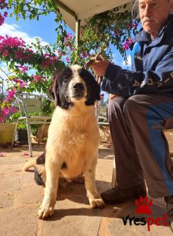 Ράτσα: Ελληνικός Ποιμενικός - Greek Shepherd | Ηλικία: 5 μηνών | Φύλο: Αρσενικό | Αρ. Microchip: 991001000023125236932 | Ημίαιμο | Περιοχή: Σαρωνικός, Αττική