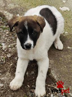 Ράτσα: Άγνωστο - Ημίαιμο | Ηλικία: 3 μηνών | Φύλο: Θηλυκό | Αρ. Microchip: 0000000 | Περιοχή: Κορδελιό Εύοσμος, Θεσσαλονίκη