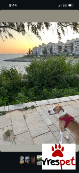 Ράτσα: Λαμπραντόρ - Labrador | Ηλικία: 2 ετών | Φύλο: Θηλυκό | Αρ. Microchip: 0 | Εκπαιδευμένο | Ημίαιμο | Περιοχή: Πειραιάς, Αττική