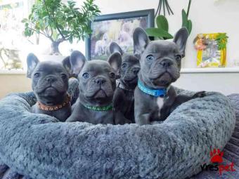 Ράτσα: Γαλλικό Μπουλντόγκ - Bulldog | Ηλικία: 2,5 μηνών | Φύλο: Θηλυκό | Αρ. Microchip: 98356276371 | Ιδιώτης | Περιοχή: Αθήνα, Αττική