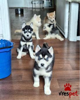 Ράτσα: Σιβηριανός Χάσκι - Siberian Husky | Ηλικία: 3 μηνών | Φύλο: Αρσενικό | Αρ. Microchip: 9497854960226 | Ιδιώτης | Εκπαιδευμένο | Pedigree | Περιοχή: Αττική