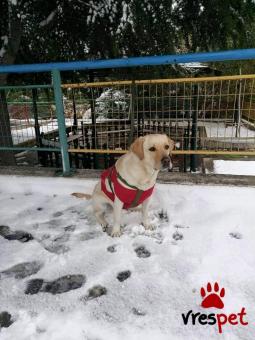 Ράτσα: Λαμπραντόρ - Labrador | Ηλικία: 5+ | Φύλο: Θηλυκό | Αρ. Microchip: 956000004900556 | Περιοχή: Καβάλα, Μακεδονία