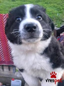 Ράτσα: Άγνωστο - Ημίαιμο | Ηλικία: 2,5 μηνών | Φύλο: Θηλυκό | Αρ. Microchip: - | Περιοχή: Κιλκίς, Μακεδονία