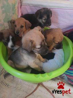 Ράτσα: Άγνωστο - Ημίαιμο | Ηλικία: 2 μηνών | Φύλο: Αρσενικό | Αρ. Microchip: 9012362545478 | Περιοχή: Λαυρεωτική, Αττική