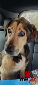 Ράτσα: Μπίγκλ - Beagle | Ηλικία: 5+ | Φύλο: Αρσενικό | Αρ. Microchip: 0 | Ημίαιμο | Περιοχή: Γλυφάδα, Αττική