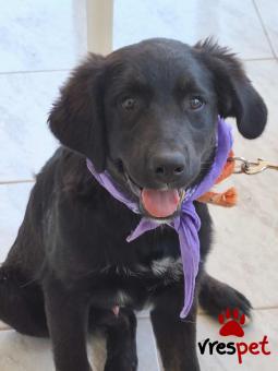 Ράτσα: Ελληνικός Ποιμενικός - Greek Shepherd | Ηλικία: 4 μηνών | Φύλο: Αρσενικό | Αρ. Microchip: 900000000000000 | Ημίαιμο | Περιοχή: Πεύκη, Αττική