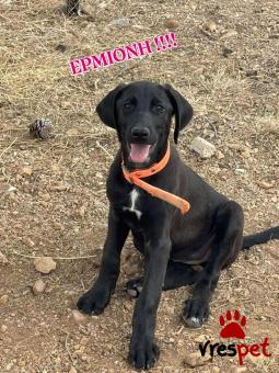 Ράτσα: Άγνωστο - Ημίαιμο | Ηλικία: 7 μηνών | Φύλο: Θηλυκό | Αρ. Microchip: 00000000000 | Περιοχή: Ασπρόπυργος, Αττική