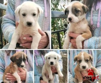 Ράτσα: Άγνωστο - Ημίαιμο | Ηλικία: 2 μηνών | Φύλο: Θηλυκό | Αρ. Microchip: - | Περιοχή: Κιλκίς, Μακεδονία