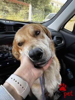 Ράτσα: Άγνωστο - Ημίαιμο | Ηλικία: 2 ετών | Φύλο: Αρσενικό | Αρ. Microchip: - | Περιοχή: Νέα Σμύρνη, Αττική