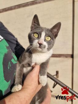 Ράτσα: Ρωσική Μπλε | Ηλικία: 4 μηνών | Φύλο: Θηλυκό | Αρ. Microchip: 90009823202541 | Περιοχή: Ελευσίνα, Αττική