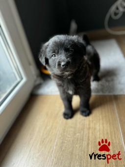 Ράτσα: Άγνωστο - Ημίαιμο | Ηλικία: 2 μηνών | Φύλο: Θηλυκό | Αρ. Microchip: - | Περιοχή: Νέα Σμύρνη, Αττική