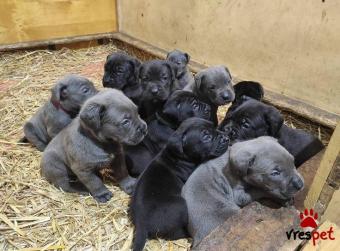 Ράτσα: Κανέ Κόρσο - Cane Corso | Ηλικία: 3 μηνών | Φύλο: Αρσενικό | Αρ. Microchip: 985113040734731 | Ιδιώτης | Εκπαιδευμένο | Pedigree | Περιοχή: Αθήνα, Αττική