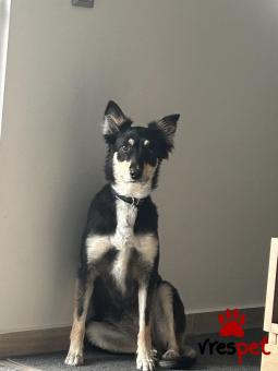 Ράτσα: Άγνωστο - Ημίαιμο | Ηλικία: 5+ | Φύλο: Θηλυκό | Αρ. Microchip: 990000003444677 | Περιοχή: Γλυφάδα, Αττική