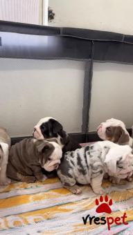 Ράτσα: Αγγλικό Μπουλντόγκ - English Bulldog | Ηλικία: 3 μηνών | Φύλο: Αρσενικό | Αρ. Microchip: 978101082345601 | Ιδιώτης | Εκπαιδευμένο | Pedigree | Περιοχή: Αθήνα, Αττική
