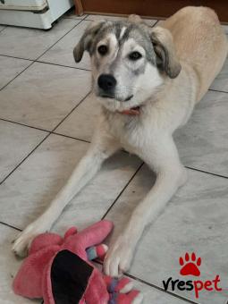 Ράτσα: Λαμπραντόρ - Labrador | Ηλικία: 8 μηνών | Φύλο: Θηλυκό | Αρ. Microchip: 9012362545478 | Ημίαιμο | Περιοχή: Λαυρεωτική, Αττική