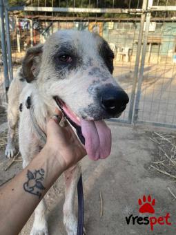 Ράτσα: Άγνωστο - Ημίαιμο | Ηλικία: 5+ | Φύλο: Αρσενικό | Αρ. Microchip: - | Ημίαιμο | Περιοχή: Νέα Σμύρνη, Αττική