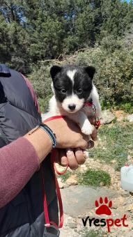 Ράτσα: Άλλη Ράτσα | Ηλικία: 2 μηνών | Φύλο: Αρσενικό | Αρ. Microchip: 9012362545478 | Ημίαιμο | Περιοχή: Λαυρεωτική, Αττική