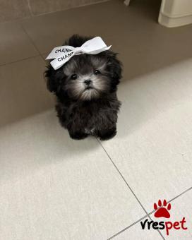 Ράτσα: Κανίς μίνι μαύρο - Canishe black | Ηλικία: 3 μηνών | Φύλο: Θηλυκό | Αρ. Microchip: 902208010280950 | Ιδιώτης | Εκπαιδευμένο | Pedigree | Περιοχή: Αθήνα, Αττική