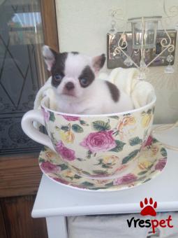 Ράτσα: Τσιχουάουα - Chihuahua | Ηλικία: 2,5 μηνών | Φύλο: Θηλυκό | Αρ. Microchip: 900567904536789 | Ιδιώτης | Εκπαιδευμένο | Pedigree | Περιοχή: Αθήνα, Αττική