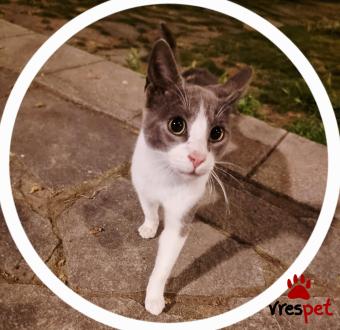 Ράτσα: Γάτα του Αιγαίου | Ηλικία: 7 μηνών | Φύλο: Θηλυκό | Αρ. Microchip: 00000000000 | Ιδιώτης | Περιοχή: Θεσσαλονίκη, Θεσσαλονίκη