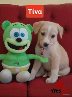 Ράτσα: Λαμπραντόρ - Labrador | Ηλικία: 2 μηνών | Φύλο: Θηλυκό | Αρ. Microchip: 94000063251425 | Ημίαιμο | Περιοχή: Λαυρεωτική, Αττική