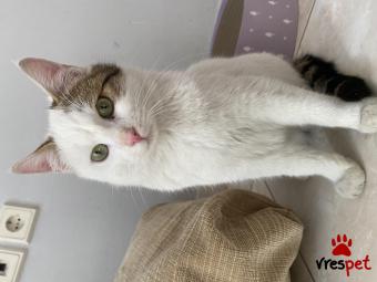 Ράτσα: Άγνωστο - Ημίαιμο | Ηλικία: 5 μηνών | Φύλο: Αρσενικό | Αρ. Microchip: 0 | Ημίαιμο | Περιοχή: Μάνδρα Ειδύλλια, Αττική