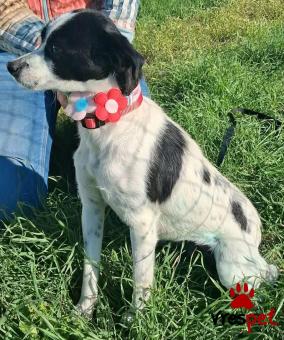 Ράτσα: Κοκόνι - Kokoni | Ηλικία: 8 μηνών | Φύλο: Θηλυκό | Αρ. Microchip: 999999999999999 | Περιοχή: Αττική