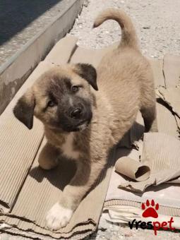 Ράτσα: Άγνωστο - Ημίαιμο | Ηλικία: 2 μηνών | Φύλο: Αρσενικό | Αρ. Microchip: - | Περιοχή: Κιλκίς, Μακεδονία