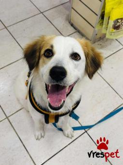 Ράτσα: Άγνωστο - Ημίαιμο | Ηλικία: 1 έτους | Φύλο: Θηλυκό | Αρ. Microchip: 999999999 | Περιοχή: Νέα Σμύρνη, Αττική