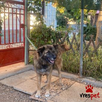 Ράτσα: Άλλη Ράτσα | Ηλικία: 2 ετών | Φύλο: Αρσενικό | Αρ. Microchip: 0 | Ημίαιμο | Περιοχή: Μάνδρα Ειδύλλια, Αττική