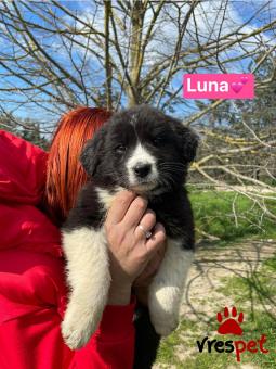 Ράτσα: Άγνωστο - Ημίαιμο | Ηλικία: 2,5 μηνών | Φύλο: Θηλυκό | Αρ. Microchip: 00000000000000 | Περιοχή: Θερμαϊκός, Θεσσαλονίκη