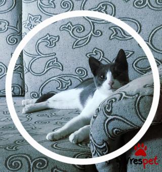 Ράτσα: Ρωσική Μπλε | Ηλικία: 7 μηνών | Φύλο: Αρσενικό | Αρ. Microchip: 00000000000 | Ιδιώτης | Περιοχή: Θεσσαλονίκη, Θεσσαλονίκη