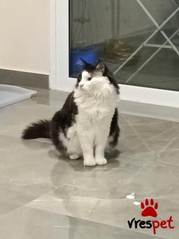 Ράτσα: Άγνωστο - Ημίαιμο | Ηλικία: 3 ετών | Φύλο: Αρσενικό | Αρ. Microchip: 0000000 | Ημίαιμο | Περιοχή: Ρόδος, Δωδεκάνησα