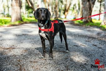 Ράτσα: Άγνωστο - Ημίαιμο | Ηλικία: 1 έτους | Φύλο: Αρσενικό | Αρ. Microchip: - | Περιοχή: Νέα Σμύρνη, Αττική