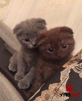 Ράτσα: Βρετανική Κοντότριχη | Ηλικία: 3 μηνών | Φύλο: Αρσενικό | Αρ. Microchip: 978101082345641 | Ιδιώτης | Pedigree | Περιοχή: Αθήνα, Αττική